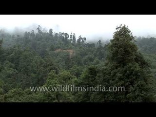 Lush green forest area of Bhutan