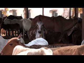 Nagpur: Cows in the Goshala