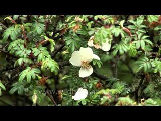 Bhutan kurjey festivals flowers hdv tape 6 1 82