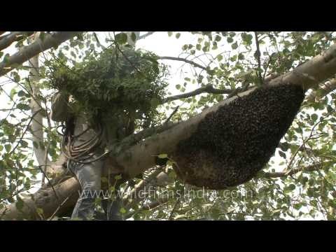 Chasing the Bees away: Traditional honey removal