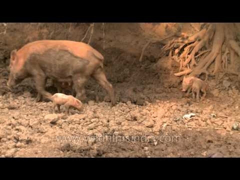 Nothing makes them happier than a wallow in the mud