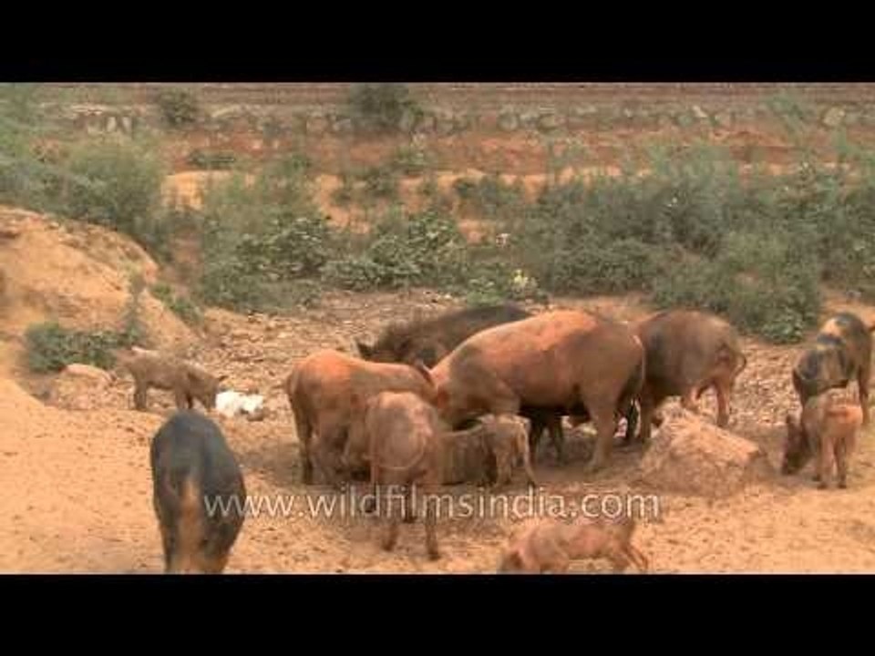 Piglets sneaking around for the food under the pigs leg
