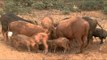 Pigs and piglets share a communal feed in Delhi