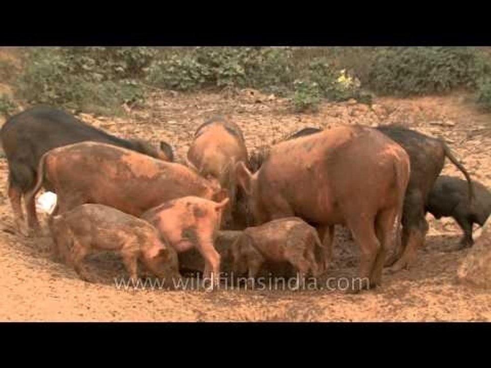 Pigs and piglets share a communal feed in Delhi