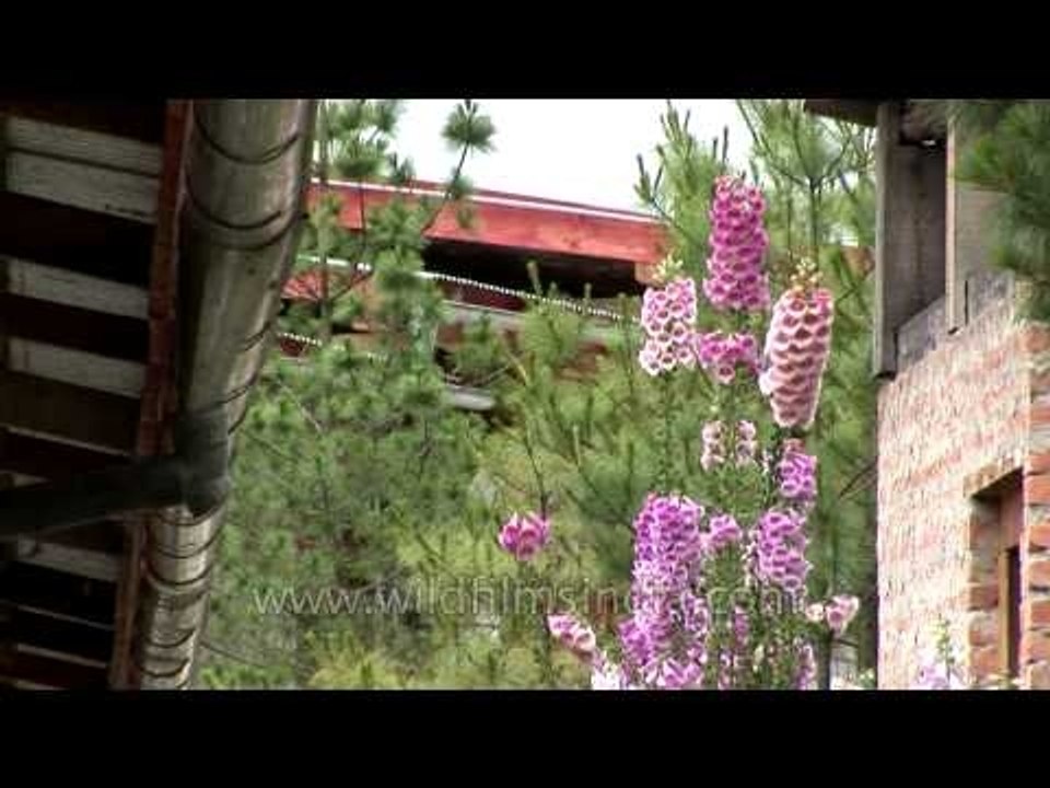 Foxglove plant