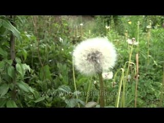 Dandelions of Bhutan