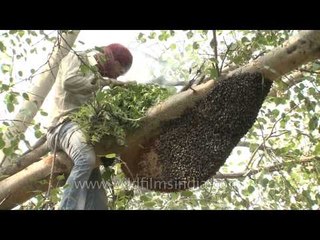 Smoke chases thousands of bees: Traditional honey removal in India