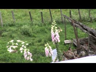 Digitalis purpurea, a Common Foxglove flower plant