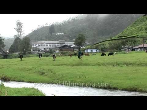 Cows grazing in the lush pastures of Munnar