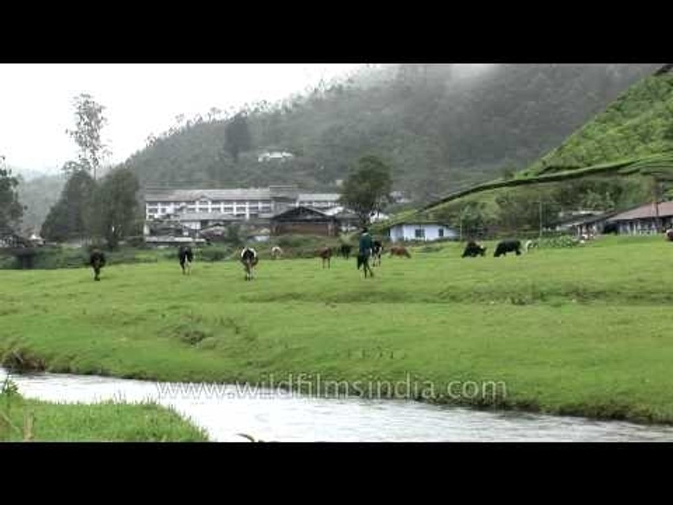 Cows grazing in the lush pastures of Munnar