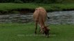 Cow grazing in a pasture :  Munnar