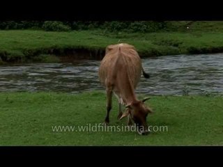 Cow grazing in a pasture :  Munnar