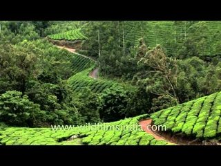 Winding tea plantation roads in Kerala