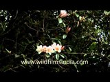 Bhutan thimpu white rhododendron hdv tap 9 10