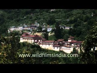 Bhutan thimpu white rhododendron hdv tap 9 4