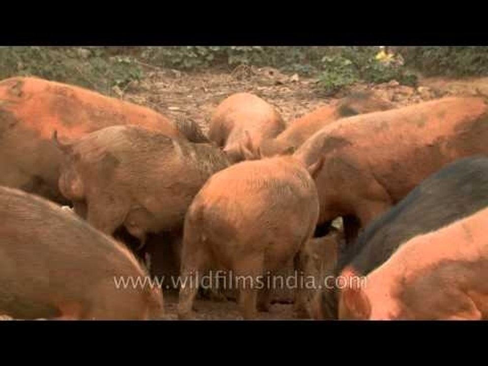 More food for pigs and piglets