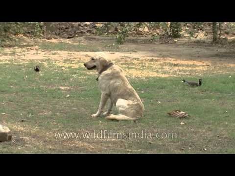 Worried Red-wattled Lapwings as Labrador nears their eggs