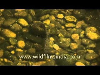 Bhutan Bhumthang Blue pine enphorbia hdv tape 8 6