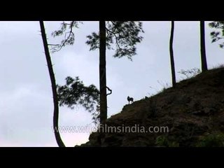 Goral among the pines below Dodital