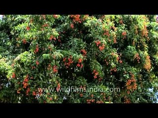 Full blossom: Lychee Tree in Dehradun