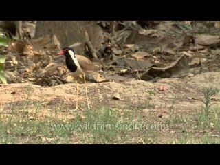 A Red-wattled Lapwing guarding its eggs