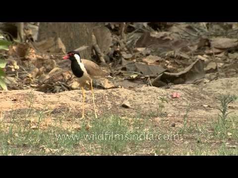 A Red-wattled Lapwing guarding its eggs
