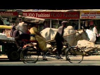 Old transport in old Delhi- Bullock Cart