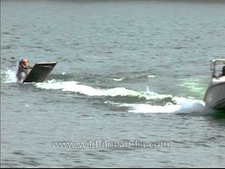 Water skier falls in water while water-skiing at Pong Dam