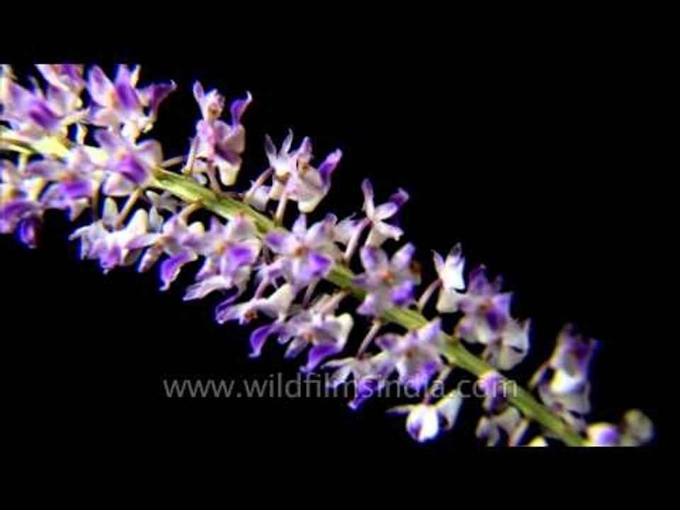Rhynchostylis retusa or Foxtail Orchid