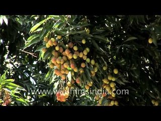 Luscious Litchis in Dehra dun's orchards!