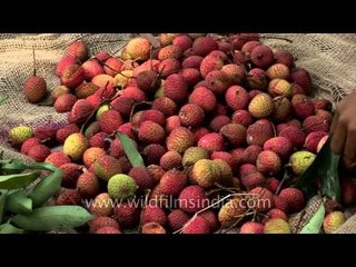 Fresh from the trees: Lychee picking in Dehradun