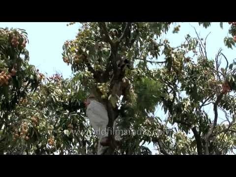 Litchi thekedaar's man climbs up the Litchi trees of Dehra dun