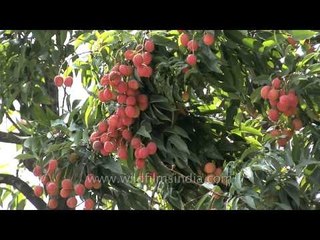 Red Ripe Lychees of Dehradun