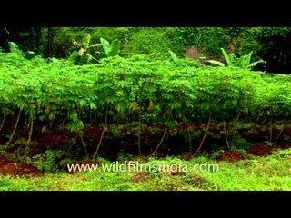 Tea garden and waterfall in Munnar