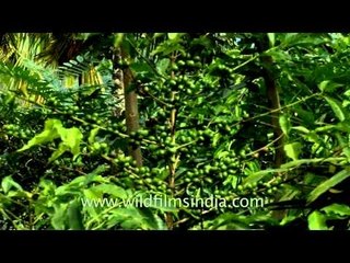 Coffee plants in spice plantation in Kerala