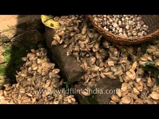Cleaning and cutting betel nut before sale