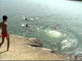 Young boys dive in for a swim!