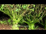 Old tea bushes in Kerala tea estate: Camellia sinensis