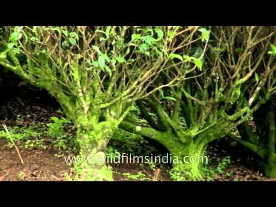 Old tea bushes in Kerala tea estate: Camellia sinensis