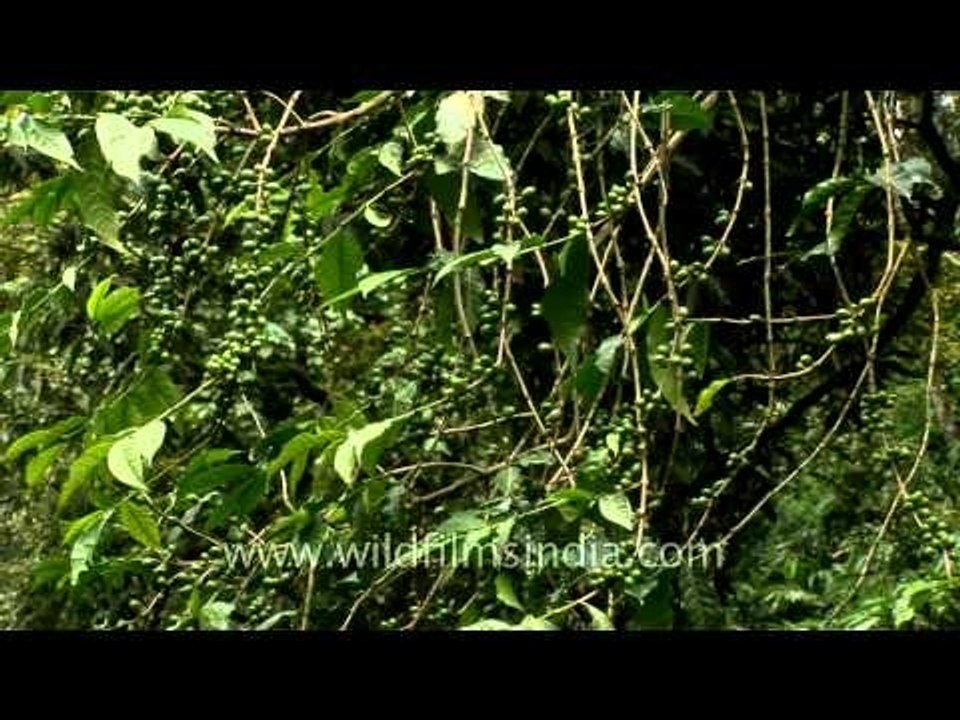 Pepper plants