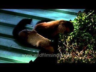 Martens are like cute little fur balls