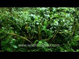 Cardamom plants in spice plantation in Kerala
