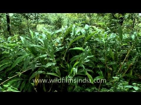 These are the plants which bear cardamom, the queen of spices