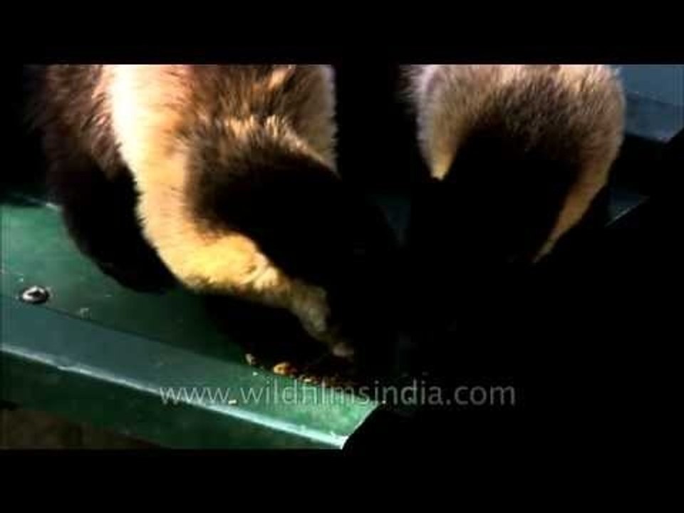 Cute little martens in Landour