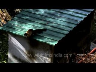 Acrobatics of Yellow-throated Martens