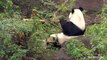 Chinese Zoo Welcomes Rare Panda Triplets