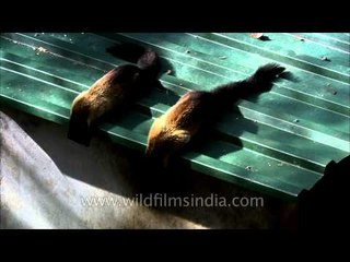 Martens eating out of a trash bin