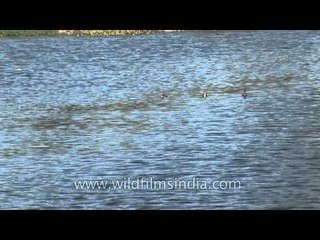Water fowls sighted at Veli tourist village park : Thiruvanathapuram