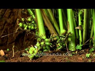 Fresh green cardamoms before harvest