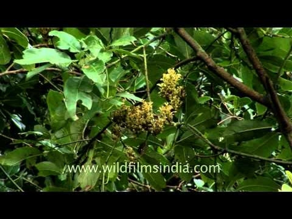 Keralahdv-150-8 flower